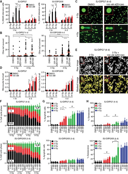 AZD1390 increased radiation-induced genomic instability, cell cycle arrest, and apoptosis or senescence. (A) Percentage of γH2A.X-intense SJ-DIPG7 or SU-DIPGXIII cells 1 h and 6 days after treatment with 100 nM AZD1390 + radiation (n = 3). Data are presented as the mean ± SD. Two-way ANOVA was performed to analyze the effect of radiation dose and drug treatment on the percentage of γH2A.X-intense cells. (B) Olive tail moment from comet assay of SJ-DIPG7 or SU-DIPGXIII cells 6 days after treatment with 100 nM AZD1390 + 4 Gy (n = 3, ≥50 cells/replicate). Data are presented as the mean ± SEM. One-way ANOVA was performed to analyze the effect of treatment (radiation + drug) on the Olive tail moment. (C) Exemplar comet assay images of SU-DIPG7 cells from (B). (D) Quantification of micronuclei in SJ-DIPG7 and SU-DIPGXIII cells after treatment with radiation and AZD1390 (n = 3). Data are presented as the mean ± SD. Two-way ANOVA was performed to analyze the effect of radiation dose and drug treatment on micronuclei foci count. (E) Illustration of the quantification of micronuclei in SJ-DIPG7 cells after treatment with radiation and AZD1390. Microcopy images were masked to isolate the nuclei (yellow) from the micronuclei (red) present within each cell. Scale bar: 50 µm. (F-H) Cell cycle distribution (F), percentage of apoptotic cells (G), and percentage of senescent cells (H) as assessed by assays in SJ-DIPG7 or SU-DIPGXIII cells after treatment with radiation and AZD1390 (n ≥ 2). Data are presented as the mean ± SD. One-way ANOVA was performed at each radiation dose to analyze the effect of drug treatment on cell fate outcome.