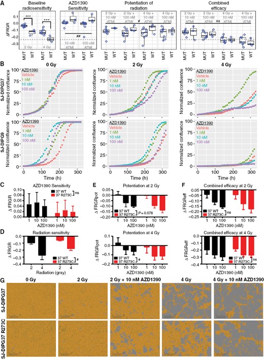In vitro, TP53 alteration did not change the combined efficacy of AZD1390 + radiation. (A) Statistical analysis of the distributions of ΔFRGR values reported in Figure 1I as a function of TP53 status. Data are presented as Tukey box-and-whisker plots and were analyzed by two-way ANOVA modeling the effect of treatment (radiation, drug, or radiation + drug) and TP53 status on ΔFRGR. The dotted line equals the median ΔFRGR of TP53wt pHGG cell lines treated with 4 Gy of radiation. (B) Representative confluence assay curves for SJ-DIPG37 and SJ-DIPG9 cells, both TP53wt, treated with radiation and AZD1390 (n = 3). (C) ΔFRGR calculated from the confluence assay of SJ-DIPG37 TP53wt cells and isogenic SJ-DIPG37 TP53 R273C mutant cells treated with AZD1390 alone (n = 3). Data are presented as the mean ± SD. Two-way ANOVA was performed to analyze the effect of drug treatment and TP53 status on ΔFRGR. (D) ΔFRGR calculated from the confluence assay of SJ-DIPG37 TP53wt cells and SJ-DIPG37 TP53 R273C mutant cells treated with radiation alone (n = 3). Data are presented as the mean ± SD. Two-way ANOVA was performed to analyze the effect of radiation and TP53 status on ΔFRGR. (E) Potentiation of radiation, ΔFRGRpot, calculated from the confluence assay of SJ-DIPG37 TP53wt cells and SJ-DIPG37 TP53 R273C mutant cells treated with radiation and AZD1390 (n = 3). Data are presented as the mean ± SD. Two-way ANOVA was performed at each radiation dose to analyze the effect of drug and TP53 status on ΔFRGRpot. (F) Reanalysis of the experiment in (E) using combined efficacy, ΔFRGReff, as the dependent variable. (G) Representative microscopy images from week 2 of the confluence assay from (C-F) of SJ-DIPG37 TP53wt and SJ-DIPG37 TP53 R273C mutant cells. Scale bar: 300 µm.