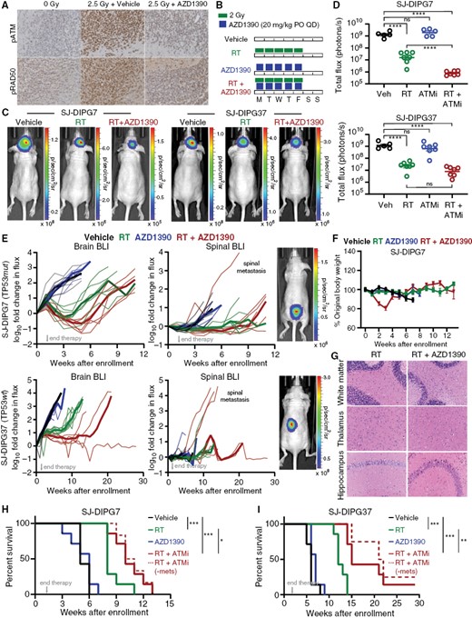 AZD1390 + radiation prolonged survival in both TP53wt and TP53mut OXs. (A) Immunohistochemical staining for p-ATM and pRAD50 in mice bearing SJ-DIPG7 OXs treated as indicated. (B) Dose and schedule for in vivo efficacy studies. (C) Representative bioluminescence images of mice bearing SJ-DIPG7 or SJ-DIPG37 OXs 3 weeks after treatment completion. (D) BLI intensity in SJ-DIPG7 OXs or SJ-DIPG37 OXs 3 weeks after treatment completion. Data are presented as the mean ± SEM. One-way ANOVA was performed to analyze the effect of treatment on total flux. (E) In vivo growth of SJ-DIPG7 OXs (top) and SJ-DIPG37 OXs (bottom) in the brain (left) after enrollment. BLI intensities at each timepoint were normalized to the BLI intensity at enrollment for each animal. Pre-euthanasia bioluminescence images of spinal metastases are shown at right. (F) Body weight as a percentage of weight at enrollment for SJ-DIPG7 study animals. Data are presented as the mean ± SEM. (G) H&E staining of the brain regions of mice after treatment with radiation and/or AZD1390. (H-I). Survival analysis of mice harboring SJ-DIPG7 OXs (H) or SJ-DIPG37 OXs (I) treated as indicated (n = 7 per treatment arm). Data were analyzed using the log-rank test. The dotted line represents survival after excluding mice euthanized because of hind-quarter paralysis.