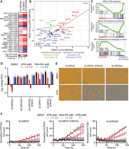 SJ-DIPG29 showed attenuated ATM pathway activation and concomitant synthetic lethality with ATR inhibition. (A) Log2 change in phosphoprotein abundance in SU-DIPGXIII/SJ-DIPG7 and SJ-DIPG29 ATM signaling pathways after irradiation. (B) KSEA z-scores from postirradiation phosphoproteome change in SJ-DIPG7/SU-DIPGXIII vs. SJ-DIPG29. Kinases are color-coded by response in SJ-DIPG7/SU-DIPGXIII vs. SJ-DIPG29 and enlarged if P < 0.05 (FDR-adjusted). (C) Differentially regulated pathways in the baseline proteomes of SJ-DIPG7/SU-DIPGXIII vs. SJ-DIPG29 identified by GSEA. (D) Log2 change (CTG RLU) in DIPG cells treated with the ATR inhibitor AZD6738 or the DNA-PK inhibitor AZD7648 (n = 3). Data are presented as the mean ± SD. (E) Representative microscopy images from week 2 of the confluence assay of SJ-DIPG7, SJ-DIPG7 ATM KO, and SJ-DIPG29 cells treated with 1 µM AZD6738. Scale bar: 300 µm. (F) Results of SYTOX Green cell death assay of SJ-DIPG7, SJ-DIPG7 ATM KO, and SJ-DIPG29 cells treated with the ATR inhibitor AZD6738 or the DNA-PK inhibitor AZD7648 (n = 3). The y-axis reflects the number of SYTOX Green-positive cells divided by the percent confluence. Data are presented as the mean ± SD.