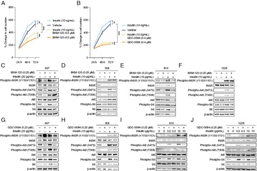Insulin rescues PI3K inhibitor-induced growth suppression and signaling, 667 cells were treated with 0.5 μM BKM-120 (A) or 0.4 μM GDC-0084 (B) along with 10 ng/µL insulin, and cell proliferation was measured by Cell Titer Glo assay. (C) 667 cells were treated with 0.25 μM BKM-120 along with 20 μg/mL insulin, and PI3K-mTOR signaling was analyzed by western blot. (D) The glioma cells 308, 810, and 1228 were treated with 0.25 μM GDC-0084 along with 10 μg/mL insulin, and PI3K-mTOR signaling was analyzed by western blot. **P < .01, ***P < .001, ****P < .0001.