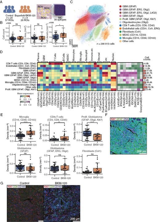 Buparlisib increases T-cell and microglia abundance in tumor tissue from GBM patients. (A) Tumor tissue from 20 untreated patients (57 ROIs) and 9 patients treated with buparlisib was subjected to imaging mass cytometry using 38 epitopes. (B) Cell counts, area, and cell density for each collected ROI. (C) UMAP of cell expression color-coded with cell-type labels. (D) Heatmap of normalized cluster expression used to label cell types. The left heatmap shows cell-type identification markers, and the right heatmap shows functional markers. The bar plot on the right shows cell counts for each group. (E) Cell-type proportion of each ROI as a box plot in control and buparlisib-treated patients. (F) Sample control image of proliferative GBM ROI. GFAP and DNA is expressed in all cells in the ROI. Purple cells are Ki67+ GBM cells. (G) Sample visualization illustrating Ki67, CD8, and CD163 expression in control and treatment groups. *P < .05, **P < .01, ****P < .0001. Scale bars represents 200 μm. GBM, Glioblastoma; GFAP, Glial fibrillary acidic protein; ROI, Region of interest; UMAP, Uniform Manifold Approximation and Projection.