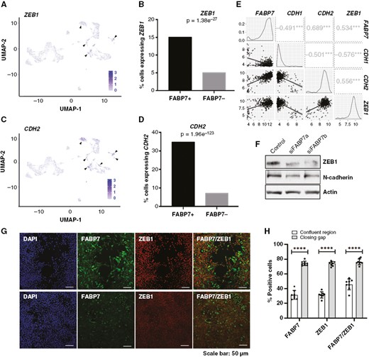 Expression of epithelial-to-mesenchymal transition markers is correlated with and regulated by fatty acid-binding protein 7 (FABP7) in GBM cells. (A, C) UMAP depicting ZEB1 (A) and CDH2 (C) expressing cells in GBM cell clusters generated through scRNA-seq analysis. (B, D) Analysis of the scRNA-seq data showing significantly higher percentages of cells expressing ZEB1 (B) and CDH2 (encoding N-cadherin) (D) in FABP7-positive cells compared to FABP7-negative cells. (E) Correlation of FABP7 RNA levels with that of ZEB1 and CDH2 in a TCGA dataset (HG U-133A) comprised of 453 GBM patients. Numbers in squares denote correlation coefficients, ***, P < .001. (F) Western blot showing decreased expression of ZEB1 and N-cadherin resulting from FABP7 knockdown in A4-004 cells cultured in neurosphere medium. (G) Representative images showing coimmunostaining of FABP7 and ZEB1 (G) in A4-004 GSCs in the closing gap and confluent regions 24 hours after introduction of the scratch. (H) Histogram showing quantitation and significance test of the data from the FABP7, ZEB1 and combined FABP7/ZEB1 fluorescence immunostaining data shown in (G). N = 2, in triplicate. **** denotes P < .0001.