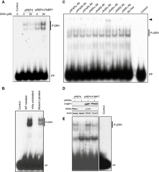 Fatty acid-binding protein 7 (FABP7) facilitates PUFA-induced activation of RXRα. (A) Gel shift showing that DHA treatment enhances formation of nuclear protein-DR1 complexes (P+DR1) in U87 pREP4-FABP7, but not in control cells (pREP4). (B) Inclusion of excess unlabeled PPRE probe (100X) in gel shifts effectively competed with the radio-labeled probe, resulting in undetectable protein-DR1 complexes (P+DR1). Gel shifts with a radio-labeled mutant DR1 probe considerably reduced protein-DR1 complex formation. (C) Supershift assay with antibodies against nine nuclear receptors shows a supershifted band (arrowhead) exclusively in the presence of anti-RXRα antibody. (D) Western blot showing knockdown of RXRα in stable U87 transfectants. (E) RXRα depletion resulted in reduced protein-DR1 complex formation in both U87 pREP4 and U87 pREP4-FABP7 transfectants. Each gene shift experiment was carried out 2 to 4 times. FP denotes free probe. Ab, antibody.