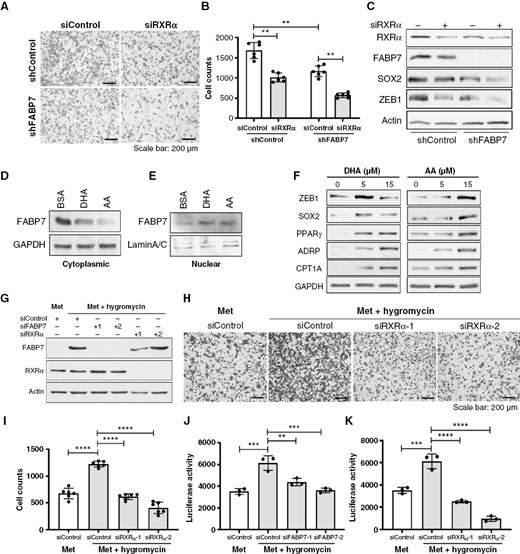 Fatty acid-binding protein 7 (FABP7) functions through RXRα in GSCs. (A, B) RXRα depletion in FABP7-depleted A4-004 cells (GSCs) further reduces cell migration using the Transwell assay compared to cells depleted of either FABP7 or RXRα alone. Representative images (A) and cell counts with statistical analysis (B) are shown. (C) Western blots showing expression of stem cell marker SOX2 and epithelial-to-mesenchymal transition (EMT) marker ZEB1 upon depletion of FABP7 and/or RXRα in A4-004. (D, E) Western blots showing changes in FABP7 levels in the cytoplasm (D) and nucleus (E) of A4-004 cells growing in neurosphere medium supplemented with BSA or 15 μM of either DHA or AA for 24 hours. (F) Western blots showing PUFA regulation of key proteins involved in cell stemness (SOX2), EMT (ZEB1) and fatty acid metabolism (PPARγ, ADRP, CPT1A) in A4-004 cells. Cells were supplemented with the indicated concentrations of DHA or AA for 24 hours in neurosphere medium. (G) Western blots showing expression of FABP7 and RXRα in cells derived from a xenograft intestinal metastasis (Met) with or without hygromycin selection, after FABP7 and/or RXRα depletion using two different siRNAs each (labeled 1 and 2). (H, I) Representative images (H) and bar chart (I) of the Transwell migration assay showing the effect of hygromycin selection and RARα depletion on GBM xenograft-derived metastatic cells. (J, K) Bar charts of luciferase reporter assay showing the effect of FABP7 (J) or RXRα (K) knockdown on PPRE/DR1-driven transcription activity in GBM xenograft-derived metastatic cells. Migration and luciferase assays were carried out 2 to 3 times, in triplicate. Westerns were repeated 2–4 times. **, P < .01; ***, P < .001; ****, P < .0001.