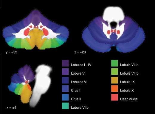 Anatomical reference atlas for cerebellar cortical lobules and deep cerebellar nuclei (medial to lateral: fastigial, interposed, and dentate nuclei).