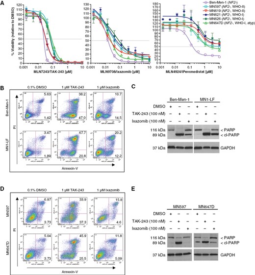 Treatment with ubiquitin-proteasome pathway inhibitors leads to reduced cell viability and apoptosis in NF2-deficient MN cell lines. (A) Dose-response curves (DRCs), representing percent cell viability relative to DMSO, are shown for human NF2-null MN lines, including immortalized Ben-Men-1 and 5 primary MN lines treated with TAK-243, ixazomib, or pevonedistat. Cell lines were treated with 9 dosage points (1.5 nM–10 μM, 1:3 serial dilution) for each drug representing 3 biological replicates (performed in triplicate) ± SEM. (B–E) Assessment of apoptosis was carried out by flow cytometry (B and D, numbers shown in upper and lower right quandrants for each plot represent percentage) and immunoblotting for cleaved-PARP (C and E). Treatment with TAK-243 or ixazomib (24 h) led to increased apoptosis in Ben-Men-1 and MN1-LF cells (B and C) and primary MN lines MN597 and MN647D (D and E).