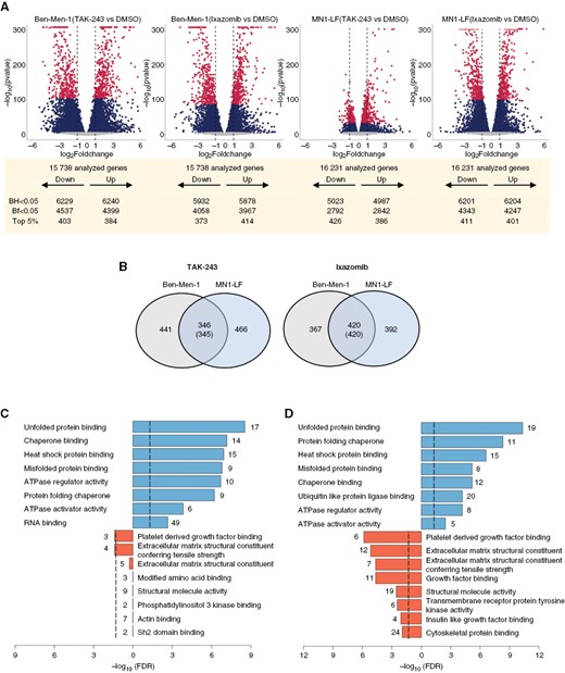 Transcriptome analysis reveals differentially expressed genes in NF2-deficient MN lines treated with UPP inhibitors. (A) Volcano plots of differentially expressed genes (DEGs) from drug-treated cell lines vs DMSO controls with the top 5% DEGs at Bonferroni-adjusted P-value (Bf) < .05 (maroon), the remaining DEGs at P-value (Bf) < .05 (dark blue), and the DEGs at P-value (Bf) > .05 (grey) shown. BH, Benjamini–Hochberg adjusted P-value. (B) Venn diagrams represent numbers of top 5% DEGs shared between Ben-Men-1 and MN1-LF upon treatment with TAK-243 (left) or ixazomib (right). Numbers within parenthesis denote DEGs in the same direction of dysregulation (up or down). (C and D) GO terms enriched for molecular function upon TAK-243 (C) or ixazomib (D) treatment that are upregulated (right-shifted from 0) or downregulated (left-shifted from 0) are shown, along with corresponding numbers of DEGs from the RNA-seq dataset.