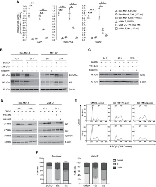 Treatment with proteasome pathway inhibitors leads to decreased expression of proto-oncogenes in NF2-null MN lines. (A) Quantification of qRT-PCR for KIT, PDGFRA, and SKP2 of Ben-Men-1 and MN1-LF cell lines demonstrated significant decrease in the expression levels of all three genes upon 24 h treatment with 100 nM TAK-243 or ixazomib. (B) Immunoblotting of Ben-Men-1 and MN1-LF cells treated with TAK-243 or ixazomib (12 and 24 h, 100 nM) for c-KIT and PDGFRα revealed decreased expression. β-actin serves as a loading control. (C) Immunoblotting of treated MN1-LF cells demonstrated decreased expression of SKP2 by 48 h or 72 h with 100 nM of TAK-243 or ixazomib, respectively. (D) Immunoblotting revealed increased p21, p27, and cyclinD1 in Ben-Men-1 and MN1-LF cells treated for 12 and 24 h with 100 nM TAK-243 or ixazomib. (E and F) Cell cycle data for Ben-Men-1 (n = 4) and MN1-LF (n = 2) treated for 24 h with TAK-243 or ixazomib are shown (F as a representative). Quantification for percentage of cells in cell cycle phases G0/G1, S, and G2/M is shown ± SEM (F). *P < .05, **P < .01, ***P < .001 (for A).