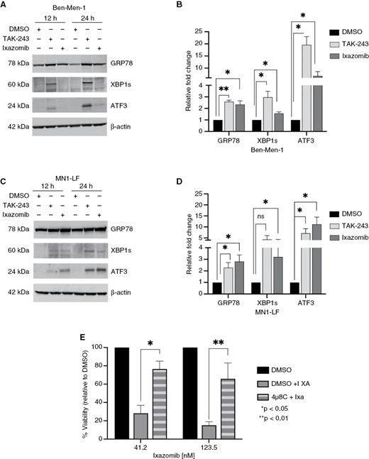 UPP inhibition leads to activation of the unfolded protein response in NF2-null MN cells. (A and C) Immunoblotting confirmed increased expression of unfolded protein response (UPR) markers GRP78, spliced XBP1 (XBP1s), and ATF3 in Ben-Men-1 (A) and MN1-LF (C) cell lines following 12 and 24 h treatment with 100 nM of TAK-243 or ixazomib. (B and D) Quantitation of 24 h treatment in Ben-Men-1 (B) and MN1-LF (D) using ImageJ/Fiji is shown representing the average of 3 replicates (DMSO, normalized to 1) ± SEM. (E) Cell viability assays, in MN1-LF cells pretreated for 24 h with 5 µM of IREα inhibitor 4µ8C, followed by 48 h treatment with ~41 nM or ~124 nM of ixazomib (4µ8C+Ixa) showed significant increase in percent viability compared to DMSO pretreatment (DMSO+Ixa). (DMSO alone, normalized to 100). Each bar represents average of 3 replicates ± SEM; *P < .05; **P < .01; ns, not significant.