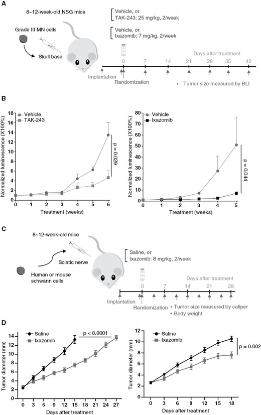 UPP inhibitor treatment leads to tumor shrinkage in mouse models of NF2-related meningioma and schwannoma. (A) SchematicFigure 5. Continuedrepresentation of drug treatment timeline for in vivo NF2-null Grade III meningioma mouse model. (B) Treatment with TAK-243 (left) or ixazomib (right) suppressed tumor growth in the KT21-MG1-Luc5D skull-base xenograft model. Relative tumor-emitted bioluminescent signals are calculated as the percentage of total photon flux during treatment relative to the pretreatment total flux, denoted as 1. Data are shown as mean ± SD for each treatment group. (C) Schematic representation of ixazomib treatment timeline for in vivo schwannoma mouse models. (D) Tumor growth curves of mouse Nf2−/− sciatic nerve model (left) and patient-derived VS4 sciatic nerve model (right). Schwannoma mouse model studies presented are representative of at least three independent experiments, n = 8 per group in each experiment and data presented as mean ± SEM. P-values are shown in the figure.