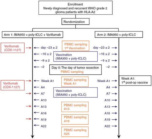 Schematic diagram of the study. Patients in Arm 1 received IMA950 + poly-ICLC and varlilumab. Patients in Arm 2 received IMA950 + poly-ICLC. All patients received subcutaneous injections of IMA950 + poly-ICLC vaccine on days −23 ± 2, −16 ± 2, −9 ± 2, and −2 relative to the scheduled surgery. IMA950 + poly-ICLC vaccines were resumed within 10 weeks post-surgery and repeated every 3 weeks for up to 8 doses (weeks A1, A4, A7, A10, A13, A16, A19, and A22; defining Week A1 as the week of the first post-surgery vaccine dose). For arm 1 patients, varlilumab was administered intravenously on the day of the first vaccine, weeks A1, A7, A13, and A19. PBMC samples were obtained at the time of the first vaccination and on the day of surgery, weeks A1, A13, A19, and A25.