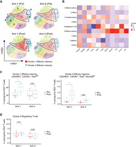 Varlilumab induces effector memory Th1 CD4+ T cells. (A) t-SNE plot of pooled CD4+ T cells from patients in each treatment arm at pre- and postvaccine (at surgery; patients received four cycles of IMA950 vaccine + poly-ICLC with or without one cycle of varlilumab). CD4+ T cells in Arm 1 (six cases including two ineligible cases with high-grade diagnosis) and Arm 2 (five cases including two ineligible cases with high-grade diagnosis) were subjected to dimension reductional algorithm t-SNE for visualization in 2D space and clustered by ClusterX algorithm based on the expression level of CD4+ T-cell phenotypic markers (CD45RA, CD45RO, CCR7, CD127, CD25, HLA-DR, FoxP3, CTLA-4, and PD-1). The highlighted areas represent the cell density of Cluster 1 or Cluster 6. (B) Heatmap visualizes each T-cell phenotypic marker’s relative expression score (z score) in each subpopulation. Each cluster was annotated based on the expression status of CD4+ T-cell phenotypic markers as listed above. (C) Box plots show the change in percentages of clusters 1 and 6 in both treatment arms at pre- and postvaccine (at surgery). *P < .05 (paired t-test); multiple testing was adjusted using the Benjamini–Hochberg method. (D) Box plot shows the change in the percentage of regulatory T cells in both treatment arms at pre- and postvaccine (at surgery). P value was calculated by paired t-test. Multiple testing was adjusted using the Benjamini–Hochberg method.