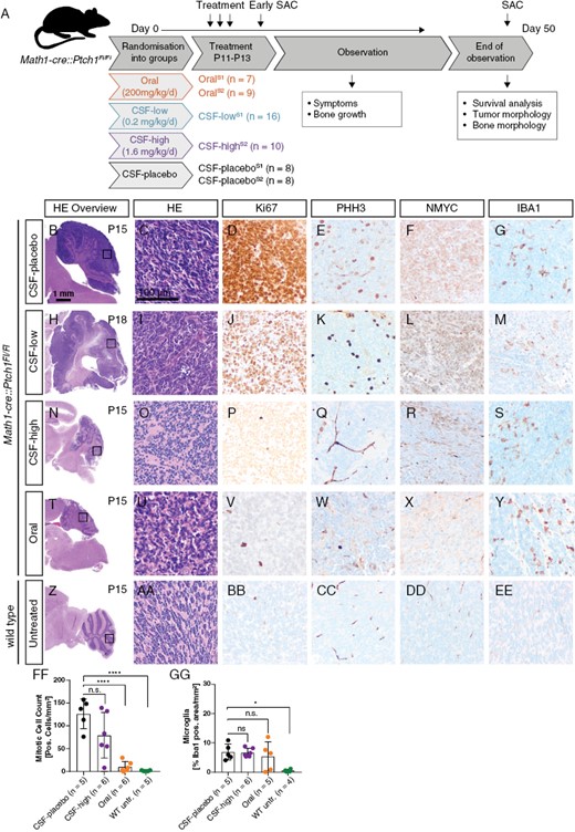Treatment workflow and evaluation of early treatment effects. (A) Mice were randomized into three treatment groups as indicated. Treatment was performed on three consecutive days from P11 to P13 followed by an observation period until onset of neurological symptoms or latest until P50. Few animals were sacrificed at P15 to evaluate acute treatment response (“early SAC”). Oral treatment and CSF-placebo treatment were performed with both solvent 1 and solvent 2 (S1 and S2), CSF-low treatment with S1 and CSF-high treatment with S2. B–GG: Immunohistochemical evaluations after early sacrifice. Highly proliferative tumors with strong NMYC expression and moderate IBA1 expression after CSF-placebo treatment (B–G), comparable tumor histology after CSF-low treatment (H–M), reduced tumor mass and low proliferation activity after CSF-high treatment (N–S), complete tumor regression after oral treatment (T–Y), and unaffected cerebellum of a healthy wild type sibling without treatment (Z–EE). Quantification of PHH3-positive cells per area showed significantly reduced proliferation in untreated wild type and orally treated tumor mice but no significant reduction of proliferation after CSF-high treatment (FF) (****p < .0001). Microglia infiltration quantified by IBA1-positive area per total area was not significantly different between treatment groups (GG) but significantly lower in wild type untreated siblings (*p = .0147). Dunnett’s test was applied for comparison of each group to CSF-placebo in panel FF and GG.