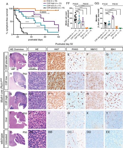 Intraventricular Vismodegib prolongs symptom-free survival. (A) Kaplan–Meier curves of all treatment groups showing symptom-free survival. Mice were sacrificed upon occurrence of neurological symptoms (ataxia, hydrocephalus). Mice were censored when they had to be sacrificed due to non-neurological reasons (weight loss/failure to thrive) or when they reached the end of observation without developing neurological symptoms. B–EE: Immunohistochemical evaluations at end of observation. CSF-placebo, CSF-low, and CSF-high-treated animals show tumors with comparable immunohistochemical characteristics regarding proliferation and NMYC expression (B–R). IBA1 expression was significantly higher after CSF-high treatment (S, GG). Orally treated and untreated wild type mice showed absence of proliferation markers and no NMYC or IBA1 expression (T–EE). (FF) Quantification of PHH3-positive cells per area showed significantly reduced proliferation in untreated wild-type siblings and orally treated mice (*p = .0001) but no significant reduction of proliferation after CSF-low and CSF-high treatment. GG: IBA1 expression was significantly elevated after CSF-high treatment compared to placebo, while orally treated and untreated mice had significantly lower IBA1 expression. Dunnett’s test was applied for comparison of each group to CSF-placebo in panel FF and GG. ****p < .0001.