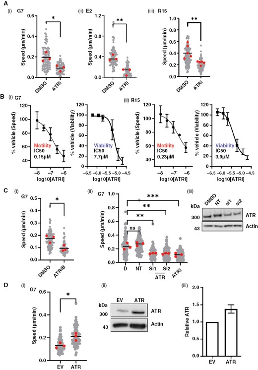 ATR is required to drive glioblastoma cell migration in vitro. A(i) G7, E2, and R15 cells were plated subconfluently and treated with either DMSO or ATRi (1 µM VE822) for 24 h followed by time-lapse microscopy and single-cell tracking. (B) G7 (i) and R15 (ii) cells show a dose-dependent reduction in migration speed with ATR inhibition, at sublethal concentrations of inhibitor. Cells were incubated with DMSO/ATRi for 24 h followed time-lapse microscopy and single-cell tracking or viability assay. (C)(i) G7 cells were plated subconfluently and treated with either DMSO or ATRiB (1 µM Bayer 1895344) for 24 h followed by time-lapse microscopy and single-cell tracking. (ii) G7 cells were treated with siRNAs targeting ATR or 1 µM ATRi (VE822) followed by time-lapse microscopy and single-cell tracking. ATR knockdown was confirmed by western blot (iii). D = DMSO; NT = non-targeting siRNA. (D)(i) ATR was overexpressed in G7 cells followed by time-lapse microscopy and single-cell tracking. (ii) and (iii) Overexpression was confirmed by western blot (n = 2, error bar = std dev). (ii). EV = Empty vector (pcDNA3). For all motility assays, data from 3 biological repeats, >30 cells tracked per repeat (gray). Two-tailed, unpaired Student’s t-test was performed on means from each biological repeat . For siRNA in C(ii), a 1-way ANOVA and Dunnett’s test were performed. *P < .05, **P < .01, ***P < .001, n.s. = nonsignificant.