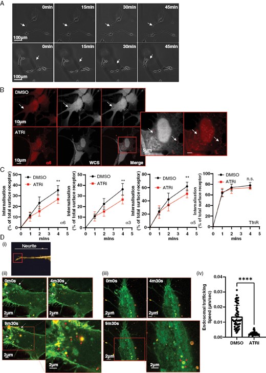 Macropinocytosis is required to internalize integrins at TM growth-cone-like structures, allowing TM deadhesion, retraction, and cell migration. (A) Time lapse of migrating G7 cells following 24 h of ATRi/DMSO exposure. Arrows indicate the termini of neurites. (B) E2 cells were treated with DMSO or 1 µM ATRi for 5 h, followed by fixing and staining for WCS (white), Integrin α6 (red). (C) G7 cells were treated with DMSO or 1 µM ATRi before lysis and measurement of internalized pool of integrins. Data from 3 independent experiments. **P > 0.01, Mann–Whitney. (D)(i) Super-resolution microscopy was used to image the growth-cone-like structures at the ends of glioblastoma neurites. (ii) G7 cells expressing GFP-α5 integrin were incubated with 70 kDa Texas red dextran followed by DMSO (ii) or VE822 (iii) prior to super-resolution, time-lapse imaging of growth cones. See Fig S4C for images of separated fluorescence channels. Yellow = colocalization. White arrows indicate areas of membrane retraction; red arrows indicate dextran-positive macropinosomes. (iv) Speed of intracellular trafficking of endosomes was measured using automated tracking in Imaris. Data from 3 super-resolution images of growth cones per condition. Statistical analysis Student’s t-test ****P > .001