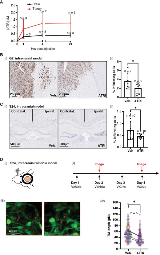Inhibition of ATR opposes glioblastoma cell infiltration in vivo. (A) Pharmacokinetic (PK) analysis of VX970 delivery to G7 intracranial tumors and normal brain (contralateral hemisphere). (B)(i) Intracranial injection of G7 cells was undertaken and tumors allowed to develop for 10 weeks, followed by 2 weeks of treatment with vehicle or VX970. Percentage Ki67-positive glioblastoma cells outside tumor bulk were calculated using automated analysis. (C)(i) Intracranial injection of S24 cells and tumors allowed to develop for 2 weeks followed by 2 weeks of treatment with vehicle or VX970 and cull of animals at a timed endpoint and processed as in (B). For both B and C, 2–4 sections per mouse were analyzed and averaged, and each average/mouse plotted as a single data point. *P < .05. (D)(i) Intracranial window mice with S24 tumors were dosed and imaged according to the schedule in (ii). Tumor microtube (TM) length was measured in multiple images per mice and image data plotted individually (small points) or as mean for each mouse (large points), color coded for each mouse. Arrows indicate TM structures. N = 5, 1 mouse only received VX970, **P > .001. For all experiments, the number of mice per cohort is indicated adjacent to the relevant data point.