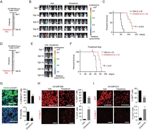Chaetocin inhibits DIPG growth in vivo. (A) Experimental scheme for treatment of mice with SU-DIPG36 xenografts. (B) Representative bioluminescence images of mice xenografted with SU-DIPG36 cells and treated via intraperitoneal injection with chaetocin or vehicle. (C) Survival analysis of mice with SU-DIPG36 xenografts with or without chaetocin treatment. N = 6 mice/group; ***P < .001, log rank test. (D) Experimental scheme for treatment of mice with SU-DIPG13 xenografts. (E, F) Representative bioluminescence images (E), and survival analysis (F) of mice with SU-DIPG13 xenografts treated with chaetocin or vehicle every other day from day 7 to day 56. Data are presented as means ± SEM. N = 6 mice/group; **P < .01, log rank test. (G) Representative images (scale bar = 100 µm) and quantification of tumors stained for H3K9me3 from mice with SU-DIPG36 xenografts treated with or without chaetocin. (H) Representative images (scale bar = 100 µm) and quantification of tumors stained for Ki-67 and cleaved caspase 3 from mice with SU-DIPG36 xenografts treated with chaetocin or vehicle. Data are presented as means ± SEM; n = 3 independent samples; *P < .05, **P < .01, ***P < .001, 2-tailed unpaired Student’s t-test. (I) Representative images (scale bar = 100 µm) and quantification of tumors stained for Ki-67 and cleaved caspase 3 from mice with SU-DIPG13 xenografts treated with or without chaetocin. Data are presented as means ± SEM; n = 3 independent samples; *P < .05, **P < .01, ***P < .001, 2-tailed unpaired Student’s t-test.