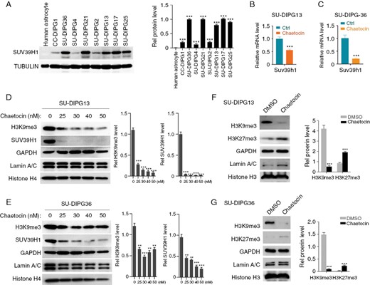 SUV39H1 is highly expressed in DIPG tumors and is sensitive to chaetocin. (A) Western blot (left) and quantification (right) of SUV39H1 expression in human astrocytes and indicated DIPG cells. (B) qPCR analyses of SUV39H1 mRNA in SU-DIPG13 cells treated with chaetocin or vehicle (Ctrl). (C) qPCR analyses of SUV39H1 mRNA in SU-DIPG36 cells treated with chaetocin or vehicle (Ctrl). (D) Western blot (left) and quantification (right) of H3K9me3 and SUV39H1 in SU-DIPG13 cells treated with indicated concentrations of chaetocin. (E) Western blot (left) and quantification (right) of H3K9me3 and SUV39H1 in SU-DIPG36 cells treated with indicated concentrations of chaetocin. (F) Western blot (left) and quantification (right) of H3K9me3 and H3K27me3 in SU-DIPG13 cells treated with chaetocin or vehicle. (G) Western blot (left) and quantification (right) of H3K9me3 and H3K27me3 in SU-DIPG36 cells treated with chaetocin or vehicle.
