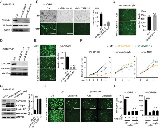 SUV39H1 is essential for DIPG cell growth. (A) Western blot analysis of SUV39H1 and H3K9me3 in SU-DIPG13 cells treated with control lentivirus (Ctrl) or lentivirus expressing shRNAs targeting SUV39H1. (B) Representative images (left) and quantification (right) of SU-DIPG13 cells with or without knockdown of SUV39H1. Scale bar = 100 µm. Data are presented as means ± SEM; n = 3 independent experiments; N.S., not significant, 2-tailed unpaired Student’s t-test. (C) Representative images (left) and quantification (right) of human astrocytes with or without knockdown of SUV39H1. Scale bar = 100 µm. Data are presented as means ± SEM; n = 3 independent experiments; ***P < .001, 1-way ANOVA with multiple comparisons test. (D) Western blot analysis of SUV39H1 and H3K9me3 in SU-DIPG36 cells with or without knockdown of SUV39H1. (E) Representative images (left) and quantification (right) of SU-DIPG36 cells with or without knockdown of SUV39H1. Scale bar, 100 µm. (F) Relative cell growth of SU-DIPG36 cells, normal human astrocytes, and human neural stem cells (NSC) with or without SUV39H1 knockdown as a function of time. (G) Western blot analysis of SUV39H1 and cleaved caspase 3 in SU-DIPG36 cells treated with control lentivirus (Ctrl) or lentivirus expressing shRNAs targeting SUV39H1. And quantification of cleaved caspase3 level in SU-DIPG36 cells treated with control lentivirus (Ctrl) or lentivirus expressing shRNAs targeting SUV39H1. Data are presented as means ± SEM; n = 3 independent experiments; **P < .01, ***P < .001, 2-tailed unpaired Student’s t-test. (H) Representative images of control and SUV39H1 knockdown in SU-DIPG13 and SU-DIPG36 cells treated with either vehicle or chaetocin. Scale bar = 100 µm. (I) Quantification of control and SUV39H1 knockdown in SU-DIPG13 and SU-DIPG36 cells following treatment with either vehicle or chaetocin. Data are presented as means ± SEM; n = 3 independent experiments; ***P < .001, n.s., not significant, 1-way ANOVA with multiple comparisons test.