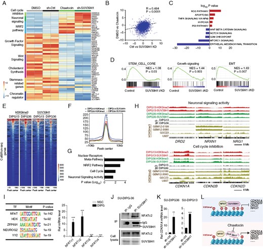 SUV39H1 drives DIPG growth by activation of growth factor signaling and suppression of cell cycle inhibitors. (A) Heatmap showing transcriptome profiles of SU-DIPG36 cells treated with DMSO, chaetocin, control shRNA, or SUV39H1-targeted shRNA. (B) Correlation between transcriptomes of DMSO versus chaetocin-treated and Ctrl versus SUV39H1-targeted shRNA-treated SU-DIPG36 cells. (C) GO analysis shows downregulated pathways (blue) and upregulated pathways (red) in chaetocin-treated or SUV39H1-knockdown SU-DIPG36 cells. (D) GSEA analysis showing enrichment of pathways significantly altered in chaetocin-treated or SUV39H1-knockdown SU-DIPG36 cells. (E) Heatmap showing H3K9me3 and SUV39H1 CUT&RUN signals in SU-DIPG13 cells and SU-DIPG36 cells. (F) Co-occupancy of H3K9me3 and SUV39H1 CUT&RUN peaks in SU-DIPG13 cells and SU-DIPG36 cells. (G) Gene ontology (GO) analysis of H3K9me3 and SUV39H1-binding loci. (H) Tracks showing SUV39H1 and H3K9me3 occupancy on the loci of genes associated with neuronal signaling activity and cell cycle inhibition in indicated cell lines. (I) Left, SUV39H1-binding motifs by HOMER in SU-DIPG36. Right, expression of NFAT family members in DIPG cells relative to hNSCs. (J) SU-DIPG36 cell extracts were subjected to immunoprecipitation by an anti-SUV39H1 antibody or a control IgG antibody. Co-immunoprecipitated or total proteins (WCL) were immunoblotted with SUV39H1 and NFATc2 antibodies. (K) qPCR analyses of CDKN1A mRNA in SU-DIPG36 and SU-DIPG13 cells treated with control or lenti-shSUV39H1. Data are presented as means ± SEM; n = 3 independent experiments; **P < .01, ***P < .001, 2-tailed unpaired Student’s t-test. (L) Model of how the interaction between SUV39H1 and NFAT impacts chromatin remodeling and gene expression to facilitate DIPG cell growth.