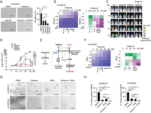 Chaetocin synergizes with ONC201 to inhibit DIPG growth. (A) Representative images (left) and quantification of sphere sizes (right) of SU-DIPG13 cells treated with DMSO, chaetocin (25 nM), ONC201 (5 μM), or the combination of chaetocin and ONC201. Scale bar = 100 µm. Data are presented as means ± SEM; n = 3 independent experiments; ***P < .001, 1-way ANOVA with multiple comparisons test. (B) Heatmap of growth inhibition (left) and Bliss synergy scores (right) of SU-DIPG13 cells treated with indicated concentrations of ONC201 and chaetocin for 48 hours. (C) Representative bioluminescence images (C) and quantification (D) of mice xenografted with SU-DIPG36 cells and treated with vehicle, chaetocin, ONC201, or a combination of chaetocin and ONC201. N = 6 mice/group. ***P < .01, log rank test. (E) Schematic of how targeting of DRD2 by ONC201 induces cell death. (F) Heatmap of growth inhibition (left) and Bliss synergy scores (right) of SU-DIPG36 cells treated with TRAIL and chaetocin for 48 hours. (G) Representative images of SU-DIPG13 cells and SU-DIPG36 cells treated with DMSO, chaetocin (25 nM), TRAIL (50 ng/mL), or the combination of chaetocin and TRAIL. Scale bar = 100 µm. (H) Quantification of SU-DIPG13 sphere number (left) and number of SU-DIPG36 cells (right) in cultures treated with DMSO, chaetocin, TRAIL, or the combination of chaetocin and TRAIL. Data are presented as means ± SEM; n = 3 independent experiments; ***P < .001, 1-way ANOVA with multiple comparisons test.
