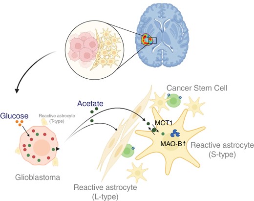 膠芽腫診断のニューフロンティア-腫瘍微小環境の可視化(New Frontier in Glioblastoma Theragnosis – Visualizing Tumor Microenvironment) 膠芽腫診断のニューフロンティア-腫瘍微小環境の可視化(New Frontier in Glioblastoma Theragnosis – Visualizing Tumor Microenvironment)
