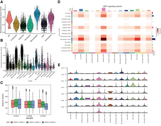 Transcriptional SASP signatures are present in myeloid and glial compartments in ACP. Normalized enrichment score of SenMayo score across cell states in spatial (a) and single-cell/nuclei (b) gene expression data. (c) Distance (in pixels) between SASP(+) and SASP(–) spatial gene expression spots across patient samples. Note: sample C had no SASP(+) tissue detected and was omitted from this plot. (d) Heatmap displaying the likelihood of communication between two groups of cells for the SPP1 cytokine network. Rows present the sender of the ligand, and columns show the group to the receptor the ligand will bind to. (e) Violin plot of gene expression values for each annotated group for the ligands and receptors within the SPP1 network (as defined by CellChatDB).