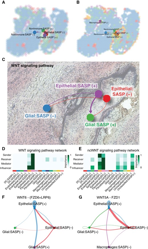 Inferred Wnt signaling patterns in ACP tissue. cell–cell communication patterns for (a) canonical and (b) non-canonical Wnt (ncWnt) signaling. (c) Canonical Wnt signaling pattern overlaid on histology image. (d) Heatmap with relative importance for canonical Wnt signaling network roles stratified by cell and SASP states. (e) Heatmap with relative importance for ncWnt signaling network roles stratified by cell and SASP states. Top contributing ligand–receptor pair communication patterns for (f) canonical and (g) ncWnt signaling.