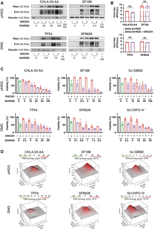 (A) The levels of early (E1A) and late (Fiber) viral proteins in the absence/presence of ONC201 and Delta-24-RGD in human pHGG (CHLA-03-AA, SF188) and DMG (TP54, SF8628) cells were assessed by immunoblotting 72 hours after treatment. Delta-24-RGD numbers indicate the multiplicity of infection (MOI) used. ONC201 treatment was given at the IC50 dosage. (B) Total infection titers of Delta-24-RGD in the absence/presence of ONC201 72 hours after treatment in pHGG (CHLA-03-AA, SF188) and DMG (TP54, SF8628) cells were quantified by an anti-hexon staining-based method. Cells were treated at the following Delta-24-RGD dosages: CHLA-03-AA: 5 PFU/cell; SF188: 2.5 PFU/cell; TP54: 10 PFU/cell; and SF8628: 0.5 PFU/cell. ONC201 treatment was given at the IC50 dosage. Horizontal dotted lines indicate the input virus. Data are shown in logarithm format and as the mean ± SEM. At least 3 biological replicates were performed for each condition. The Mann–Whitney test was performed for statistical analysis. ns, not significant. (C) Effects on viability of Delta-24-RGD ± ONC201 in human pHGG (CHLA-03-AA, SF188, and SJ-GBM2) and DMG (TP54, SF8628, and SU-DIPG IV) cells. Cells were treated with increasing MOIs of Delta-24-RGD in the absence or presence of ONC201 (at IC75-50). At least 2 biological replicates were performed for each cell line. (D) 3D-synergy maps of data from C, analyzed by the Highest Single Agent (HSA) logarithm. An HSA overall score > 10 represents strong synergy; a 0 < HSA overall score < 10 represents additivity.