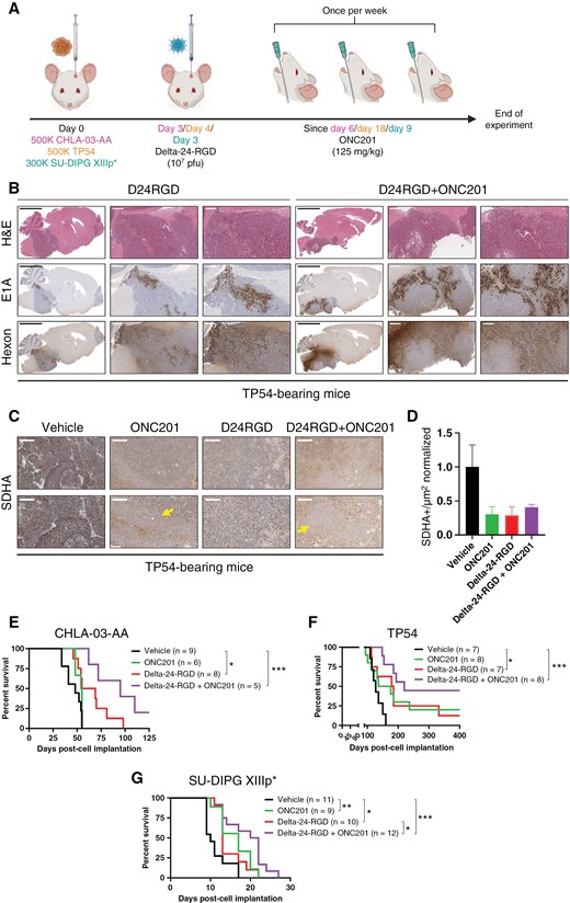 (A) Treatment schedule for immunosuppressed, human orthotopic-bearing mouse models (CHLA-03-AA, TP54, and SU-DIPG-XIIIp*). (B) Representative immunostaining images of brain samples from TP54-bearing mice at the sacrifice time. H&E was used to confirm tumor presence, and E1A and Hexon were used as adenovirus markers. Scale bars: 3 mm, 500 µm and 250 µm. (C) Representative images of SDHA staining from TP54-bearing mice at the sacrifice time. Scale bars: 300 µm (upper panels), and 150 µm (bottom panels). D. Quantification of SDHA staining in TP54-bearing mice and represented as SDHA+/µm2 normalized ratio. Arrows indicate regions without SDHA staining. Scale bar: 200 µm. (E), (F) and (G). Survival curve analysis after cell implantation following the sacrifice of CHLA-03-AA (E), TP54 (F), and SU-DIPG-XIIIp*(G)-bearing mice. The log-rank (Mantel–Cox) test was performed for statistical analysis. The numbers of mice in each group appear in brackets. *P < .05, **P < .01, ***P < .001.