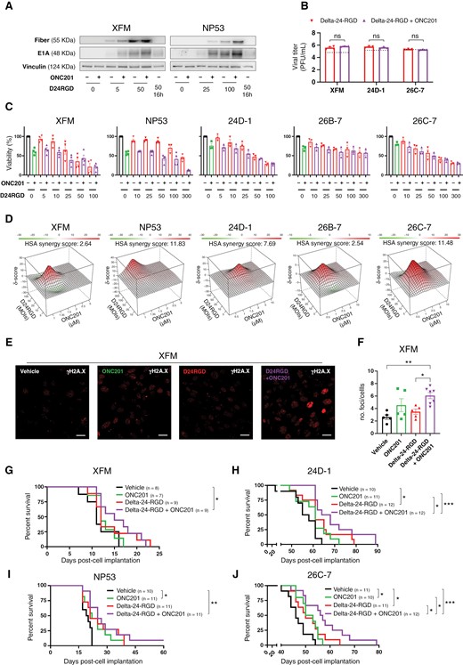 (A) Assessment of the levels of early (E1A) and late (Fiber) viral proteins in murine DMG (XFM or NP53) cells in the absence/presence of ONC201 following Delta-24-RGD treatment by immunoblotting. Delta-24-RGD numbers indicate the multiplicity of infections used. ONC201 treatment was given at the IC50 dosage. (B) Quantification of total infection titers of Delta-24-RGD in XFM, 24D-1, and 26C-7 cells by an anti-hexon staining-based method in the absence/presence of ONC201. Cells were treated with the IC50 of ONC201 and 100 PFU/cell Delta-24-RGD. The horizontal dotted line indicates the input virus. Data are shown in logarithm format and as the mean ± SEM. At least 3 biological replicates were performed for each condition. The Mann–Whitney test was performed for statistical analysis. ns, not significant. (C) Effects on viability of Delta-24-RGD ± ONC201 in murine DMG (XFM, NP53, 24D-1, 26B-7, and 26C-7) cells. Cells were treated with an increasing PFU/cell Delta-24-RGD in the absence and presence of ONC201 (at IC75-50). At least 3 biological replicates were performed for each cell line. (D) 3D-synergy maps of data from C, as analyzed by the HSA logarithm. An HSA overall score > 10 represents strong synergy; 0 < HSA overall score < 10 represents additivity. (E) Representative immunofluorescence images of γH2AX in XFM cells 48 hours after Delta-24-RGD and/or ONC201 treatment. The Delta-24-RGD dosage was 10 PFU/cell, and ONC201 was given at the IC50. Scale bars: 25 μm. (F) Quantification of no. foci/no. cells from (E) Data are shown as the mean ± SEM. At least 5 independent images were quantified from 2 experimental replicates. One-way ANOVA was performed for statistical analysis. *P < .05, **P < .01. G, H, I, and J. Survival curve analysis after cell implantation following the sacrifice of XFM-(G), 24D-1-(H) NP53-(I), and 26C-7-(J) mice, respectively. The log-rank (Mantel–Cox) test was performed for statistical analysis. The numbers of mice in each group is shown in brackets. *P < .05, **P < .01, ***P < .001.