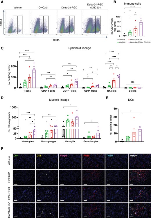 (A) Dot plot examples of CD45+middle (ie, microglia, left box) and CD45+high (remaining immune cells, right box) stained cells 7 days after each treatment in XFM-bearing mice, analyzed by flow cytometry. (B) Quantification of CD45+high stained cells 7 days after each treatment in XFM-bearing mice. (C) Quantification of lymphoid lineage (B cells, total T cells, NK cells, CD4+ T cells, CD8+ T cells, and CD4+ Treg cells). (D) Quantification of myeloid lineage (monocytes, macrophages, microglia, and granulocytes). (E) Quantification of dendritic cells. For B–E, data are shown as the mean ± SEM and expressed as the number of cells/mg tumor. At least 4 animals were included per group. One-way ANOVA was performed for statistical analysis. *P < .05, **P < .01, ***P < .001, ****P < .0001, ns, not significant. (F) Representative micrographs of multiplexed immunofluorescence in XFM-bearing mice tumors 7 days after each treatment immunofluorescence analysis to detect the following cell markers: CD4, CD8, Foxp3, F4/80 and TMEM119. The nuclei were counterstained with DAPI. Scale bars: 100 µm.