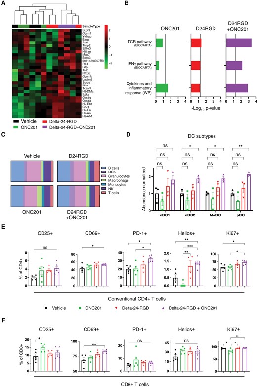 (A) Heatmap and hierarchical clustering represent the differential expression in genes that are downregulated in glioma stem cells and upregulated in oligodendrocyte differentiation.42,43 Transcriptomic data were obtained from XFM-bearing mice tumors after 7 days of each treatment. Three mice were included per group. (B) GSEA of transcriptomic signatures in treated XFM-bearing mice tumors compared with vehicle-bearing mice. Vertical line indicates statistical significance (−Log10 0.05). (C) Relative abundances (in percentages) of the different immune populations were determined by analysis of RNAseq data through the online tool ImmuCellAI-mouse.45 (D) Normalized abundance of type-1 and 2 conventional DCs (cDC1/2), monocyte-derived DCs (moDC), and plasmacytoid DCs (pDC). E and F. Percentage of positive populations of the indicated markers in conventional CD4+ T cells (E) and CD8+ cells (F). Immune cells were analyzed 7 days after each treatment in XFM-bearing mice and measured by flow cytometry. For D, E, and F, data are shown as the mean ± SEM, and at least 3 animals were included per group. One-way ANOVA was performed for statistical analysis. *P < .05, **P < .01, ***P < .001, ns, not significant.