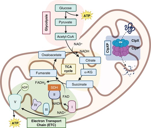 Normal mitochondrial function in cells. ATP production in mitochondria is produced by a cascade of reaction including glycolysis, tricarboxylic acid (TCA) cycle, or electron transport chain (ETC). The ClpXP complex, comprised of ClpP and ClpX, degrades misfolded proteins in the mitochondria, to maintain its functional integrity.