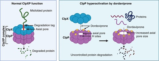 Hyperactivation of ClpP by dordaviprone. During respiration, misfolded proteins are identified by a degradation tag and degraded by the ClpXP complex, passing through the axial pore. Dordaviprone replaces ClpX and binds ClpP, in H sites, removing protein selectivity and hyperactivating its protease activity. Additionally, dordaviprone increases axial pore size, resulting in more efficient degradation of mitochondrial respiratory complex proteins, regardless of their folding.