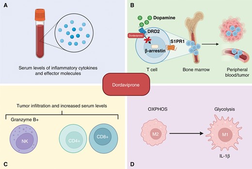 Dordaviprone influences the immune microenvironment. (A) Dordaviprone increases levels of circulating inflammatory cytokines and effector molecules. (B) Proposed mechanism of dordaviprone-induced release of sequestered T cells in the bone marrow. Dordaviprone antagonizes DRD2 signaling, preventing β-arrestin from internalizing S1PR1. S1PR1 surface localization promotes T-cell trafficking. (C) Dordaviprone increases CD4+ and CD8+ T cell levels, as well as NK cells both in the peripheral blood and in the tumor microenvironment of solid tumors, (D) to reprogram macrophage metabolism driving the proinflammatory M1 phenotype.