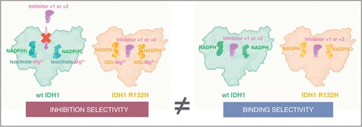 IDH inhibitors bind wildtype IDH-1 (left image in the right panel) despite not, or only weakly, inhibiting it (left image in the left panel). It has been described by Liu et al. that selective inhibition of the IDH-1 R132H mutant enzyme compared to the IDH-1 wildtype enzyme does not principally relate to the binding affinities of these agents for the resting forms of the enzymes (images in the right panel).81 Instead, the independent binding of the α-ketoglutarate (2-OG) and Mg2+ complex to the IDH-1 R132H mutant enzyme (right image in the left panel) makes this variant more susceptible to allosteric binding of IDH inhibitors, compared to tighter binding of the isocitrate-Mg2+ complex substrate to the IDH-1 wildtype enzyme (left image in the left panel). This observation indicates that the inhibition selectivity is mainly due to the higher susceptibility of the reduction of α-ketoglutarate to 2-HG catalyzed by the mutant IDH-1 enzyme to allosteric inhibition compared to the IDH-1 wildtype-catalyzed isocitrate oxidation to α-ketoglutarate. Modified, with permission, from Liu and colleagues.81