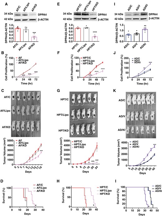 Effect of CRISPR knockdown and knockin of Dppa4 in the aggressiveness of PitNETs. (a to d) Effects of DPPA knockdown on RPT cells—AF cells untreated (AF/C), lipofectamine (AF/Lipo), or lipofectamine with gRNA (AF/KD). DPPA4 protein levels by Western blots (a). Cell proliferation rate (b). Pictures of animals with tumors in each group and tumor volume changes (c). Effects on survival time (d); n = 6. (e to h) Effects of DPPA knockdown on HPT cells—HPT cells untreated (HPT/C), lipofectamine (HPT/Lipo), or lipofectamine with gRNA (HPT/KD). DPPA4 protein levels by Western blots (e). Cell proliferation rate (f). Pictures of animals with tumors in each group and tumor volume changes (g). Effects on survival time (h); n = 5. (i to l) Effects of DPPA4 knockin on RPT cells—AD cells untreated (AD/C), lipofectamine (AD/V), or lipofectamine with gRNA (AD/KI). DPPA4 protein levels by Western blots (i). Cell proliferation rate (j). Pictures of animals with tumors in each group with tumor volume changes (h). Effects on survival time (l); n = 6. Data shown are mean ± SEM and were analyzed using 1-way or 2-way analysis of variance (ANOVA) with the Newman Keuls post hoc test or Dunnett’s multiple comparison test. ***P < .001, ****P < .0001, AF/KD vs AF/C and AF/Lipo or HPT/KD vs HPT/C and HPT/Lipo. Kaplan–Meier survival analysis was used to test significant differences between survival curves and mean survival time for mice from each group (d, h, and i). n = 6, *P < .05, AF/KD vs AF/C and AF/Lipo; n = 5, *P < .05, HPT/KD vs HPT/C and HPT/Lipo; n = 6, *P < .05, AD/KI vs AD/C and AD/V.
