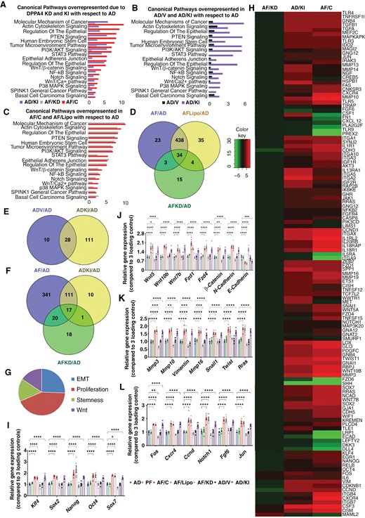 Gene expression profile changes following Dppa4 knockdown and knockin implicate WNT/β-CATENIN signaling involvement. (a to g) RNA-seq analysis of the effects of Dppa4 knockdown (AF/KD vs AF/C) and knockin (AD/KI vs AD) in the cancer-related canonical pathways. IPA analysis identified canonical pathways overrepresented in AF/KD and AD/KI vs AF/C (a), AD/V vs AD/KI (b), and AF/Lipo vs AF/C (c). Venn diagrams show the common and differentially expressed molecules among the AF, AF/Lipo, and AF/KD groups (d); AD/V and AD/KI groups (e); and AF, AD/KI, and AF/KD groups (f). Gene ontology plot shows changes in biological functions (g). Heatmap analysis of genes observed in AF/KD, AD/KI, AF/C (h); n = 3. (i to l) Validation of RNA-seq data using qPCR analysis. Relative quantification of Klf4, Sox2, Nanog, Oct4, Sox7 (i); Wnt5, Wnt10b, Wnt7b, Fzd1, Fzd4, β-Catenin, N-Cad, E-Cad (j); Mmp3, Mmp10, Vimentin, Mmp16, Snail, Twist, Rras (k); and Fos, Jun, Cxcr4, Ccnd, Notch1, fgf6 (l) in AF/C, AF/Lipo, AF/KD, AD/V, and AD/KI cells. Data shown are mean ± SEM (n = 6) and were analyzed using 1-way analysis of variance (ANOVA) with the Newman Keuls post hoc test. *P < .05, **P < .01, and ***P < .001 vs AD, PF, AF/KD, and AD/V.