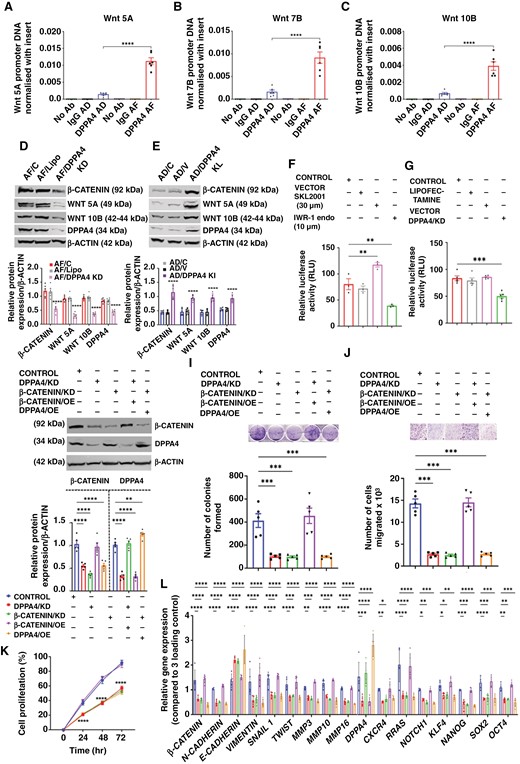 Dppa4 increased tumor aggressiveness through the activation of the Wnt pathway in PitNETs. (a to c) ChIP assay data show the interaction of DPPA4 protein with 3 different Wnt promoters—Wnt 5A (a), Wnt 7B (b), Wnt 10B (c). (d and e) Effect of DPPA4 knockdown (d) and knockin (e) in protein levels of β-CATENIN, WNT 5A, WNT 10B and DPPA4. (f and g) Luciferase reporter assay to measure TCF/LEF (β-Catenin) promoter activity in HPT cells after treatment with β-CATENIN agonist or antagonist treatments (f) or knockidown of Dppa4 (g). Lipofectamine 2000 (vector) was used to transfect the reporter plasmid in HPT cells. After 24 hours of transfection, the cells were treated with SKL2001 (β-CATENIN agonist) and IWR-1-endo (β-CATENIN antagonist) separately. After 24 hours of treatment, relative luciferase activity was measured (firefly/renilla) and expressed as percentage in Control (HPT/C), vector (lipofectamine 2000), SKL2001 (HPT treated with SKL2001), IWR-1-endo (HPT treated with IWR-1-endo). Lipofectamine represents the CRISPRMAX lipofectamine used to transfect gRNA Cas9 complex. Control (HPT/C), lipofectamine (CRISPRMAX), vector (lipofectamine 2000), DPPA4/KD (HPT/KD). (h–k) Rescue assay showed the requirement of β-CATENIN for the downstream activity of DPPA4. Control (HPT/C), DPPA4/KD (Dppa4 knockdown HPT), β-CATENIN/KD (β-Catenin knockdown HPT cells), β-CATENIN/OE (HPT cells transfected with β-Catenin overexpression plasmid using lipofectamine 2000), DPPA4/OE (HPT cells transfected with Dppa4 overexpression plasmid using lipofectamine 2000). The immunoblot data shows the level of β-CATENIN and DPPA4 where both were manipulated in either way (h). Colony formation assay (i), transwell migration assay (j), cell proliferation assay (k). (l) Expression changes of genes that are associated with β-Catenin pathways (l), n = 5. Data shown are mean ± SEM and were analyzed using 1-way or 2-way ANOVA with the Newman Keuls post hoc test or Dunnett’s multiple comparison test. *P < .05, **P < .01, and ***P < .001, ****P < .0001 vs Control (HPT/C).