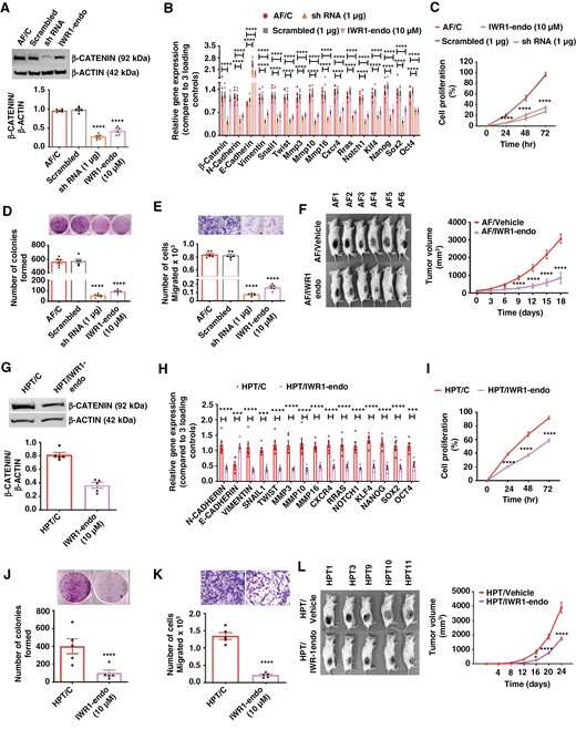 Knockdown and inhibition of β-Catenin through shRNA and IWR-1-endo treatment implicate WNT/β-CATENIN signaling. (a to f) Effects on RPT cells—treated with scrambled plasmid, shRNA plasmid for β-Catenin (1 µg concentration was determined by a dose-response study; Supplementary Figure 11a) or IWR-1-endo (10 µM concentration was determined by a dose–response study; Supplementary Figure 11b to d). β-CATENIN protein levels determined by Western blots (a). Expression changes of genes that are associated with β-Catenin pathways (b). Effects on cell proliferation rate (c). Colony-forming abilities (d). Changes in cell migration (e). Pictures of animals with tumors in each group and tumor volume changes (f), n = 6. (i to l) Effects on HPT cells treated with IWR-1-endo (concentration was determined by a dose–response study; Supplementary Figure 13). Western blot analysis of β-CATENIN (g). Expression changes of genes that are associated with β-Catenin pathways (h). Effects on cell proliferation rate (i). Colony-forming abilities (j). Changes in cell migration (k). Pictures of animals with tumors in each group with tumor volume changes (l), n = 5. Data shown are mean ± SEM and were analyzed using 1-way or 2-way ANOVA with the Newman Keuls post hoc test or Dunnett’s multiple comparison test. *P < .05, **P < .01, and ***P < .001, ****P < .0001 AF/IWR-1-endo vs AF/C, AF/IWR-1-endo, ShRNA vs AF/C, Scrambled and AF/vehicle or HPT/IWR-1-endo vs HPT/C or HPT/vehicle.