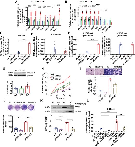 Dppa4 promoter is epigenetically regulated by PAE. (a and b) Relative quantification of expression of different genes responsible for epigenetic modulation in the promoter region of the DNA in AD, PF, and AF. (c to f) ChIP assays data show the H3K4me3 level (c) and H3K27me3 level (d) in the Dppa4 promoter region. (e and f) ChIP assay shows the H3K36me3 level in the Dppa4 gene body (e) and promoter region (f), respectively. (g) The image shows the changes in protein levels of H3K4me3 in AD, PF, and AF cells. (h to k) Effects of H3K4me3 blocker MM102 (50 µM is the optimum effective dose of MM102; Supplementary Figure 15) on cell proliferation rates of AD and AF cells (h), transwell cell migration (i), colony formation (j), and DPPA4 protein levels (k). The ChIP assay shows the H3K4me3 level in DPPA4 promoter after 48 h of MM102 treatment (l). Data were analyzed using 1-way or 2-way ANOVA with the Newman Keuls post hoc test or Dunnett’s multiple comparison test. n = 6, **P < .01 and ***P < .001 vs AD and PF cells (a to d; i); ***P < .001 vs rest of the groups (e, g, and j), vs AD or AF (j); *P < .05 and ****P < .0001 as indicated by a line above the bar.