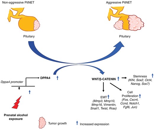 Graphical Abstract