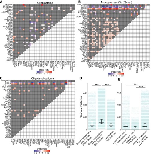 Genomic correlations in glioma subtypes. Heatmap of positively and inversely correlated genes for (A) glioblastoma, (B) IDH1/2-mutant astrocytoma, and (C) oligodendroglioma. (D) The genomic distance between grade 4 IDH1/2-mutant astrocytomas and glioblastoma was greater than the genomic distance within each glioma group. (E) Grade 4 IDH1/2-mutant astrocytoma were more genomically distinct from Grade 2/3 IDH1/2-mutant astrocytoma, with greater genomic separation compared to grade 2 and grade 3 IDH1/2-mutant astrocytoma or between grade 2 and grade 3 oligodendroglioma. P < .001 (***).
