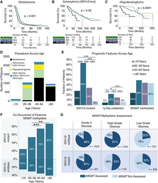 Impact of age on survival and prognostic features. Kaplan–Meier curves for glioma overall survival stratified by age for (A) glioblastoma, (B) IDH1/2-mutant astrocytoma, and (C) oligodendroglioma. (D) Prevalence of glioma subtypes across age categories. (E) Prevalence of IDH1/2-mutation, MGMT-methylation, and chromosome 1p/19q codeletion across age categories. (F) Cooccurrence of MGMT-methylation with IDH1/2 mutation status. (G) Percent of gliomas assayed for MGMT-methylation stratified by IDH1/2 mutation status and tumor grade (high: grades 3–4, low: grades 1–2). P < .05 (*), P < .01 (**), P < .001 (***).