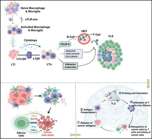 Graphical Abstract