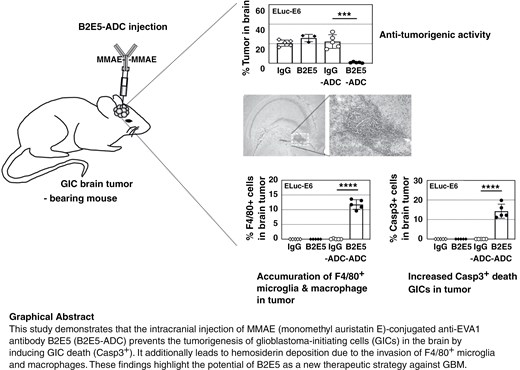 EVA1-antibody drug conjugate is a new therapeutic strategy for ...