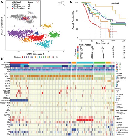 Unsupervised clustering analysis of included tumors showing the UMAP projection in part A, molecular alterations across clusters in part B, and Kaplan-Meier survival curves in part C.